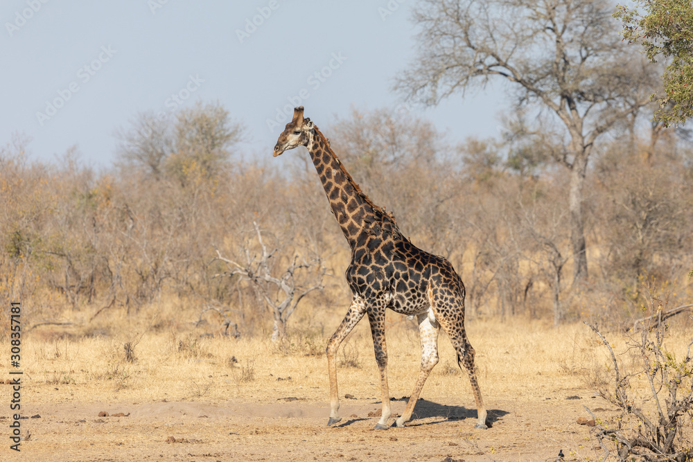 Dark male Southern Giraffe in Kruger Park, South Africa Dark male Southern Giraffe in Kruger Park, South Africa