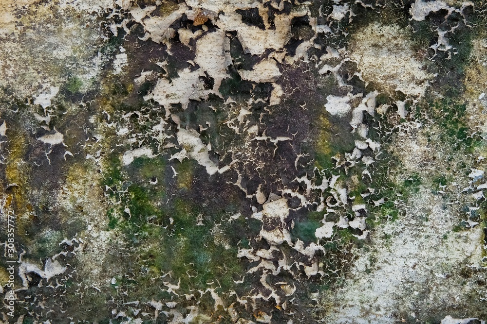 Close-up of Dry moss on White cement crack wall and peeled paint caused by water and sunlight. Peel wall of White house paint with black stain. Texture background.