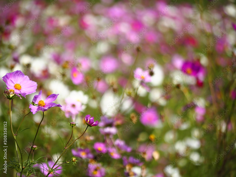 秋桜 秋桜