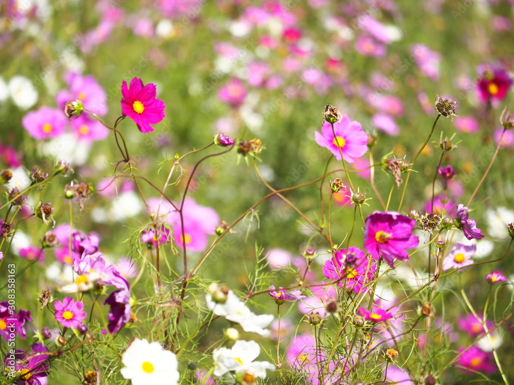 Fototapeta premium 秋桜