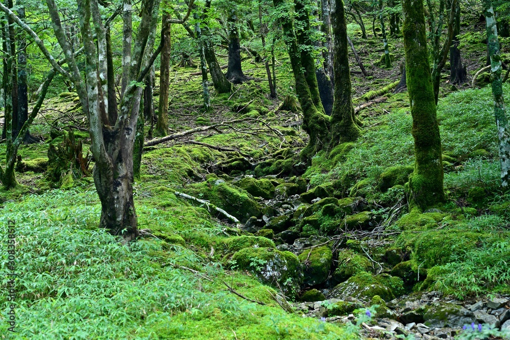 大台ケ原山の苔むした渓谷の情景 大台ケ原山の苔むした渓谷の情景