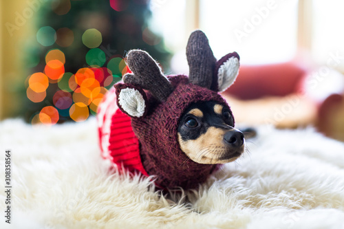 Close up of a cute dog wearing a reindeer costume.