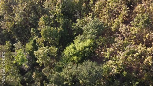 Aerial top view of Burma Sal trees from above in tropical forest in national park and mountain or hill in summer. photo