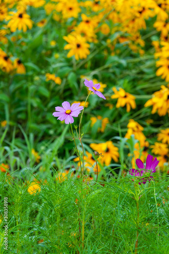 ピンクのコスモスと黄色い花畑 © sigmaphoto