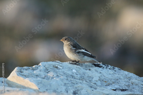 Closeup of a young snow bunting (Plectrophenax nivalis) perching on snow, found near Baker Lake, Nunavut