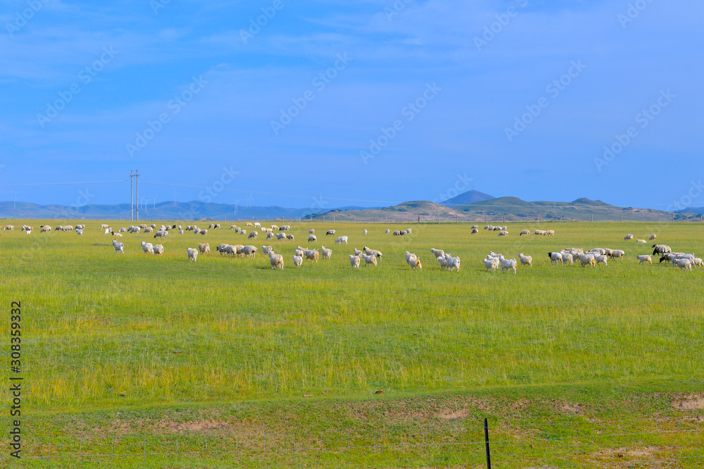 Cattle herd of the grasslands Cattle herd of the grasslands