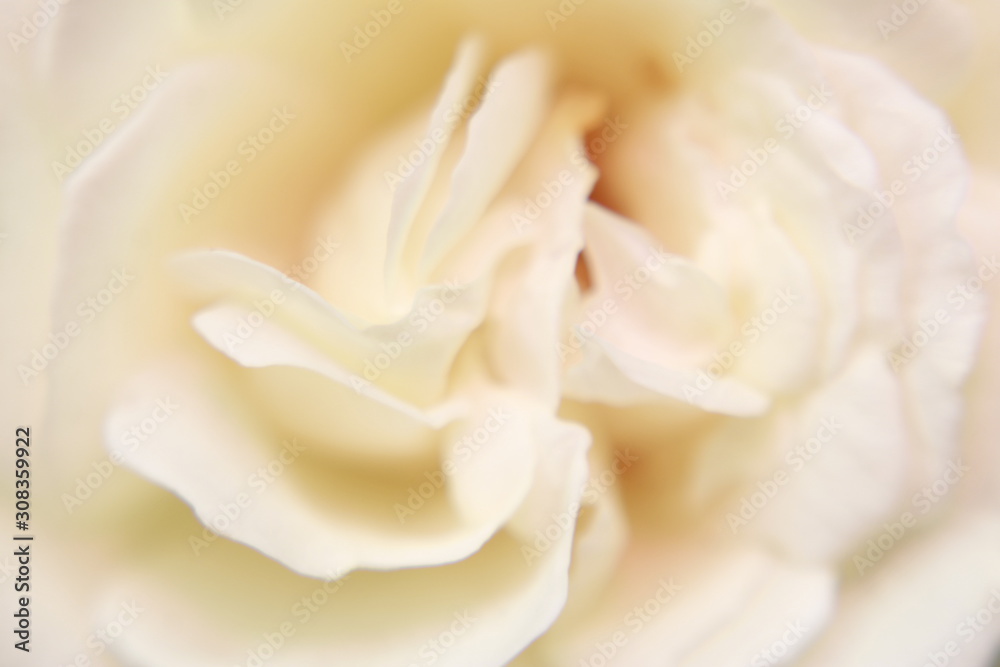 Vibrant Rose flower Close Up Macro. Abstract background Vibrant Rose flower Close Up Macro. Abstract background