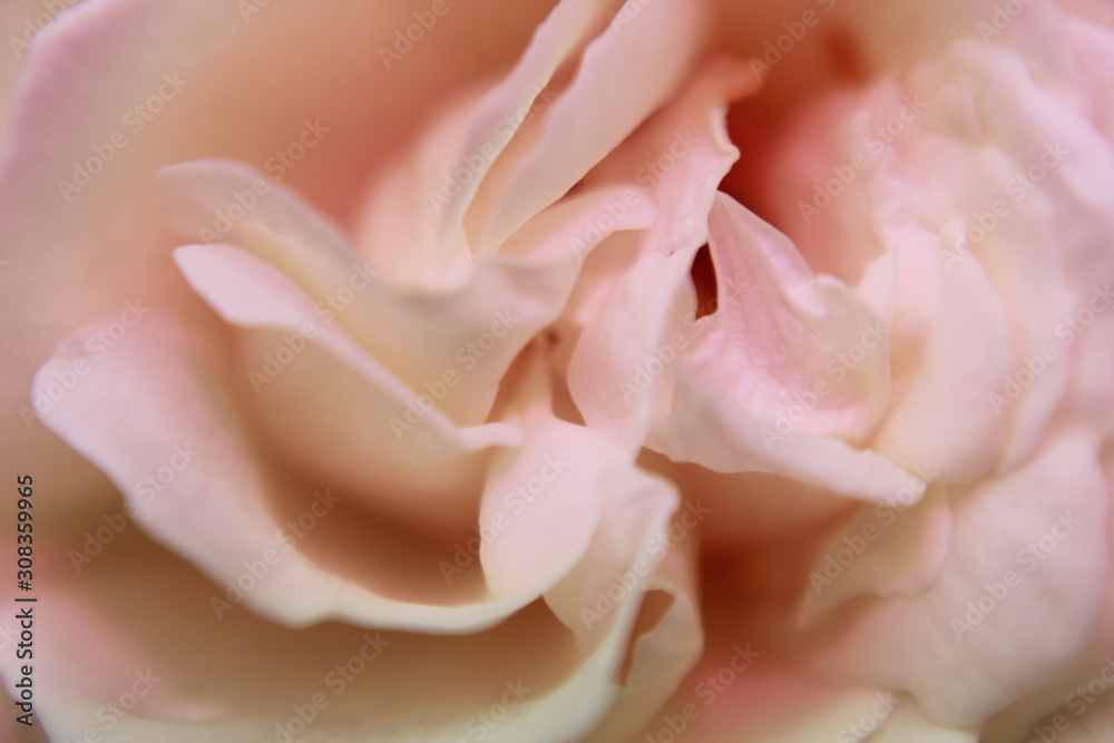 Vibrant Rose flower Close Up Macro. Abstract background
