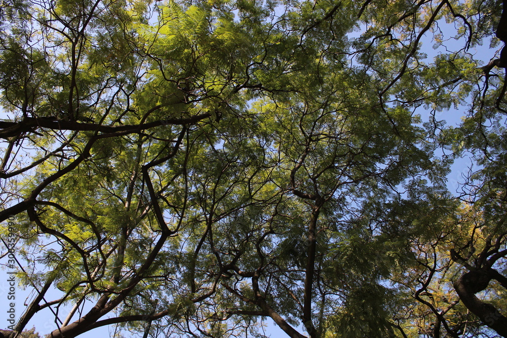 Obraz premium Cielo y arboles