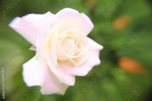 WHITE ROSE