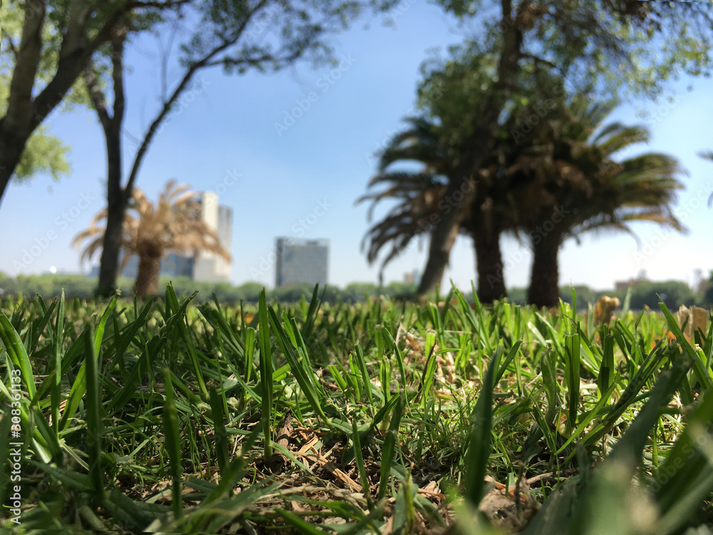 Tall grass in a park