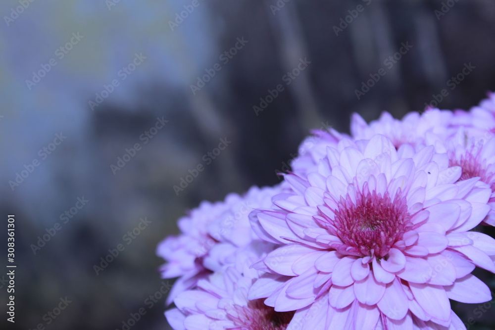 Obraz premium Purple and pink daisy flowers in bloom.