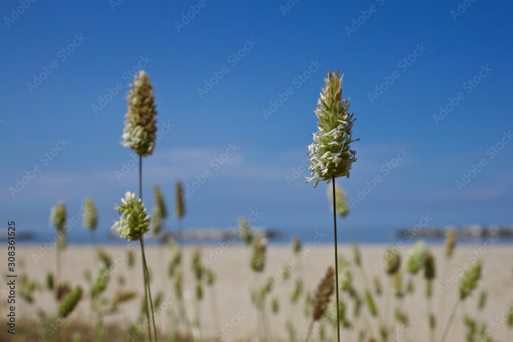 Tall Flower on Ocean Beach