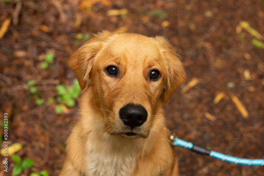 Golden retriever puppy sitting on forest floor and looking up into camera