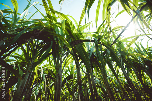 Sugarcane plants growing at field