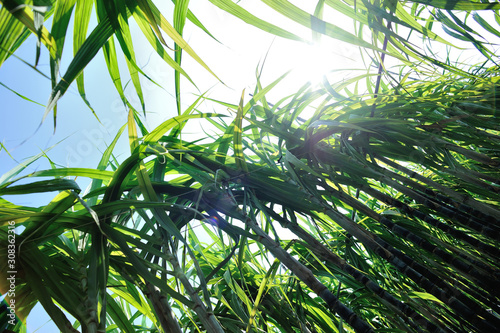 Sugarcane plants growing at field