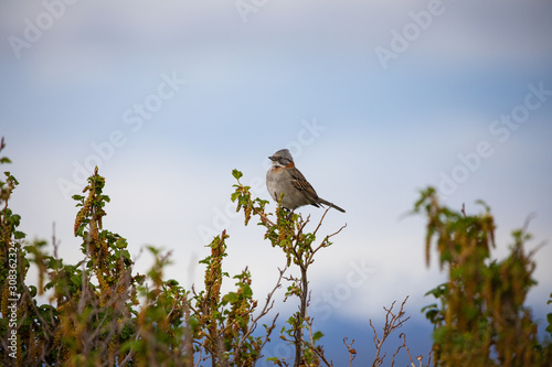 Patagonian sparrow sitting on a branch in Argentina