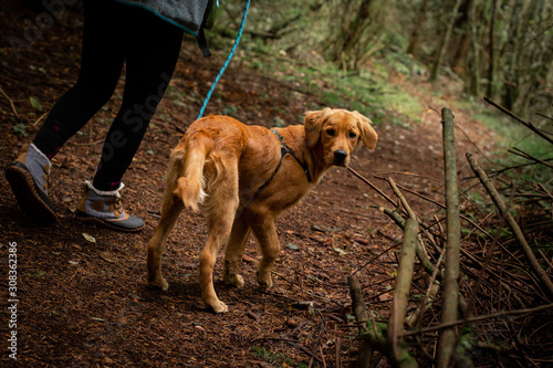 Golden retriever puppy being walked on a leash in the forest in the pacific northwest