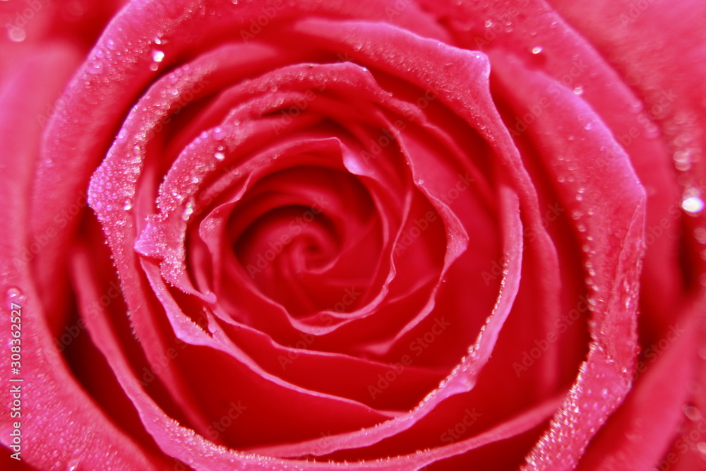 Vibrant Red Rose flower Close Up Macro. Abstract background Vibrant Red Rose flower Close Up Macro. Abstract background