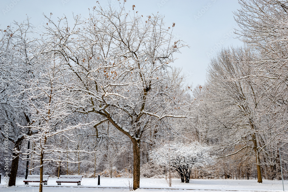 Trees covered with the snow in the park Trees covered with the snow in the park