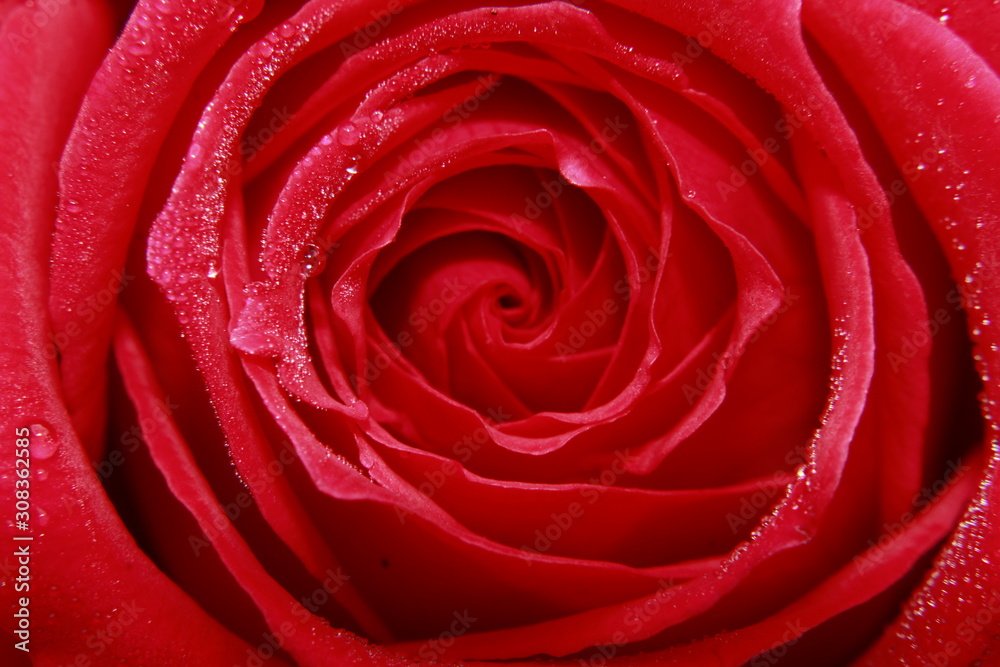 Vibrant Red Rose flower Close Up Macro. Abstract background Vibrant Red Rose flower Close Up Macro. Abstract background