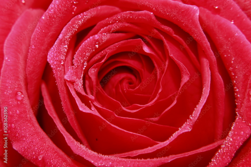 Vibrant Red Rose flower Close Up Macro. Abstract background Vibrant Red Rose flower Close Up Macro. Abstract background