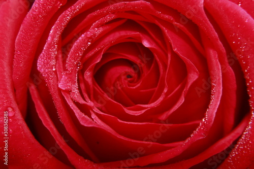 Vibrant Red Rose flower Close Up Macro. Abstract background