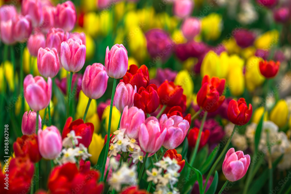 Nature Background Gold Flower Field Colorful tulips, which are used to decorate the garden during the cold weather, with the blurring of sunshine, natural beauty Nature Background Gold Flower Field Colorful tulips, which are used to decorate the garden during the cold weather, with the blurring of sunshine, natural beauty