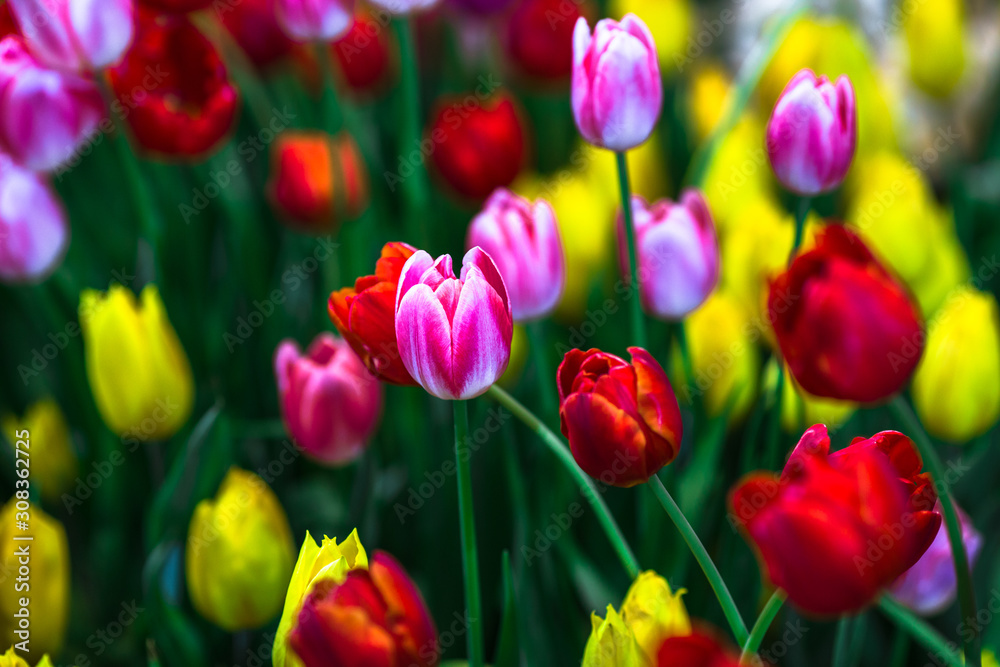 Nature Background Gold Flower Field Colorful tulips, which are used to decorate the garden during the cold weather, with the blurring of sunshine, natural beauty