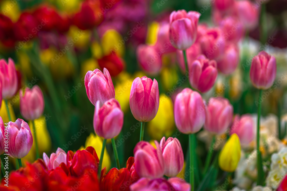 Nature Background Gold Flower Field Colorful tulips, which are used to decorate the garden during the cold weather, with the blurring of sunshine, natural beauty Nature Background Gold Flower Field Colorful tulips, which are used to decorate the garden during the cold weather, with the blurring of sunshine, natural beauty