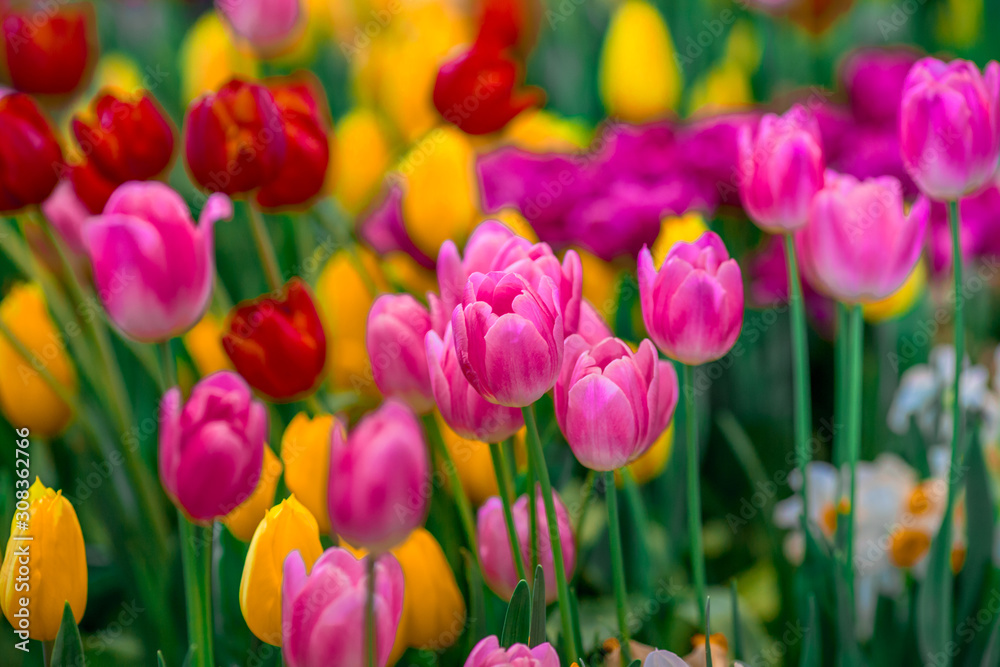 Nature Background Gold Flower Field Colorful tulips, which are used to decorate the garden during the cold weather, with the blurring of sunshine, natural beauty Nature Background Gold Flower Field Colorful tulips, which are used to decorate the garden during the cold weather, with the blurring of sunshine, natural beauty