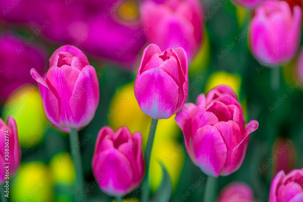 Nature Background Gold Flower Field Colorful tulips, which are used to decorate the garden during the cold weather, with the blurring of sunshine, natural beauty Nature Background Gold Flower Field Colorful tulips, which are used to decorate the garden during the cold weather, with the blurring of sunshine, natural beauty