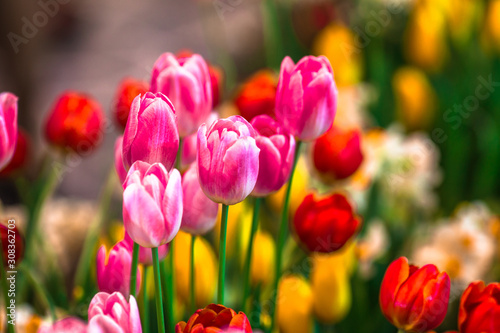 Nature Background Gold Flower Field Colorful tulips  which are used to decorate the garden during the cold weather  with the blurring of sunshine  natural beauty