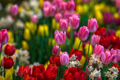 Nature Background Gold Flower Field Colorful tulips  which are used to decorate the garden during the cold weather  with the blurring of sunshine  natural beauty