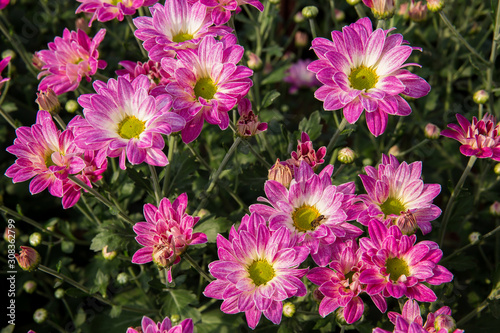 Bouquet  Flower  Plant  Thailand  Agricultural Field