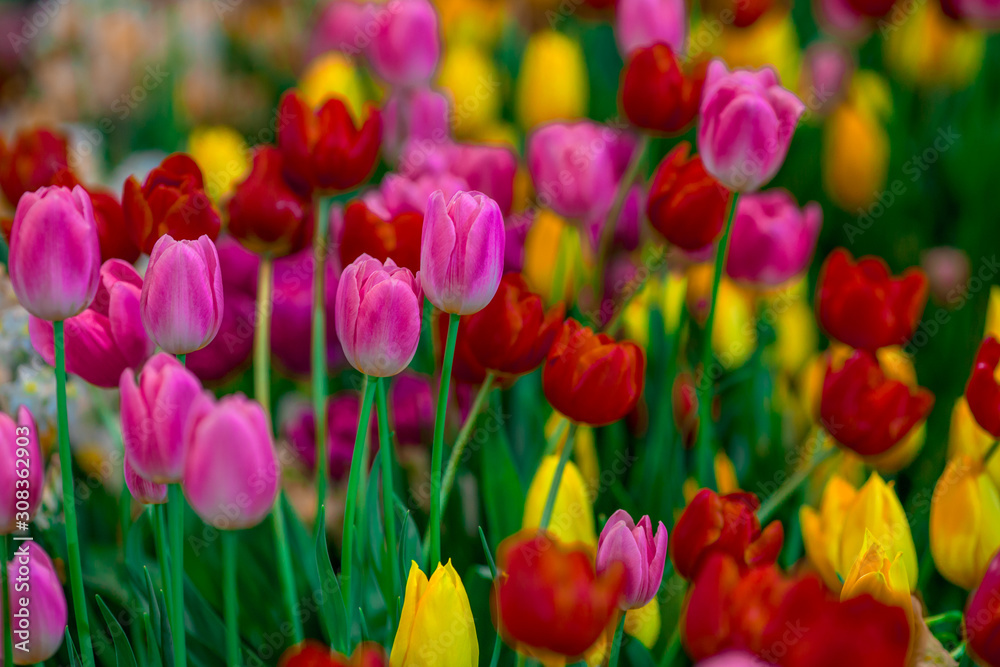 Nature Background Gold Flower Field Colorful tulips, which are used to decorate the garden during the cold weather, with the blurring of sunshine, natural beauty Nature Background Gold Flower Field Colorful tulips, which are used to decorate the garden during the cold weather, with the blurring of sunshine, natural beauty