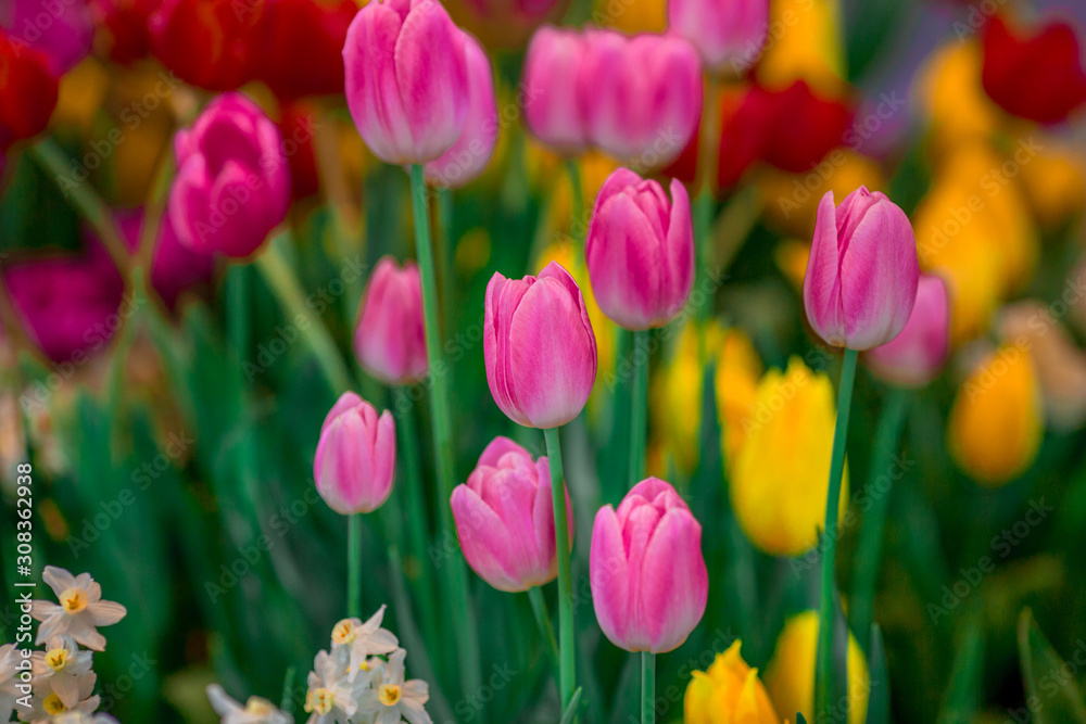 Nature Background Gold Flower Field Colorful tulips, which are used to decorate the garden during the cold weather, with the blurring of sunshine, natural beauty