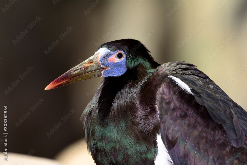 Obraz premium Abdim's stork (Ciconia abdimii)