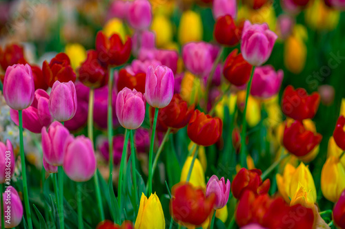 Nature Background Gold Flower Field Colorful tulips, which are used to decorate the garden during the cold weather, with the blurring of sunshine, natural beauty