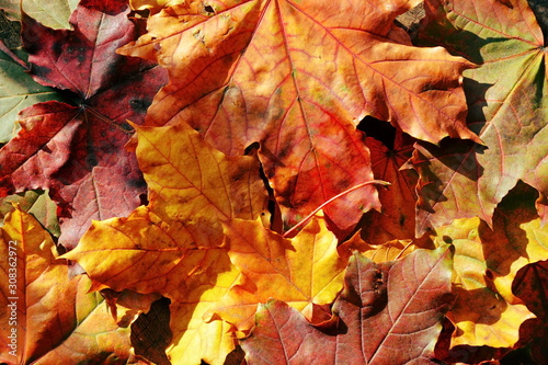 Fall background of Natural bright colorful autumn fallen maple leaves illuminated by the rays of the sun close up. Top view