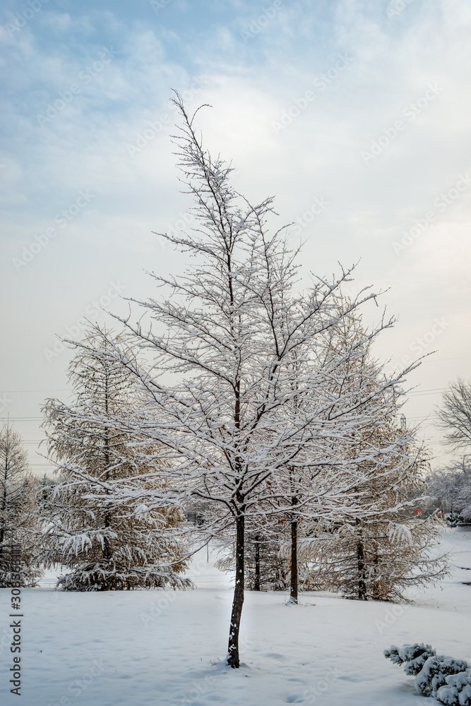 Trees covered with the snow in the park Trees covered with the snow in the park