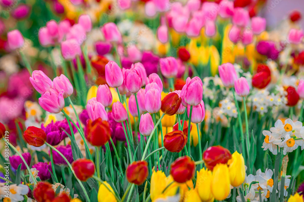 A colorful flower background wallpaper of tulips (pink, red, white, orange, yellow, green, purple) planted in a garden plot for the beauty to see, a species that grows in cold weather. Or winter A colorful flower background wallpaper of tulips (pink, red, white, orange, yellow, green, purple) planted in a garden plot for the beauty to see, a species that grows in cold weather. Or winter