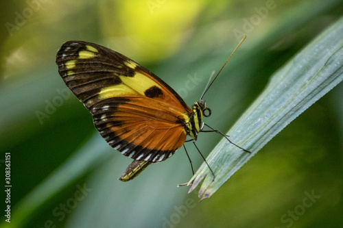 butterfly on a leaf