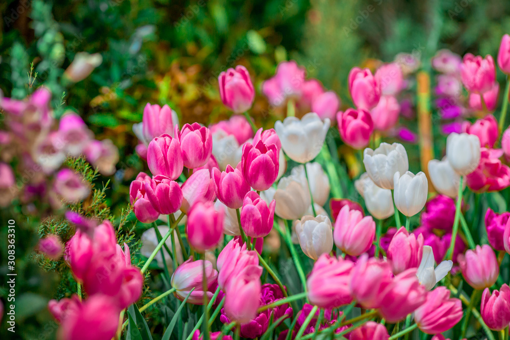A colorful flower background wallpaper of tulips (pink, red, white, orange, yellow, green, purple) planted in a garden plot for the beauty to see, a species that grows in cold weather. Or winter A colorful flower background wallpaper of tulips (pink, red, white, orange, yellow, green, purple) planted in a garden plot for the beauty to see, a species that grows in cold weather. Or winter