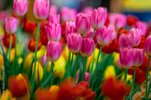 A colorful flower background wallpaper of tulips  pink  red  white  orange  yellow  green  purple  planted in a garden plot for the beauty to see  a species that grows in cold weather. Or winter
