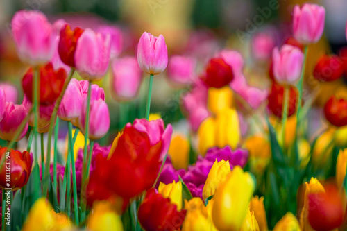A colorful flower background wallpaper of tulips (pink, red, white, orange, yellow, green, purple) planted in a garden plot for the beauty to see, a species that grows in cold weather. Or winter