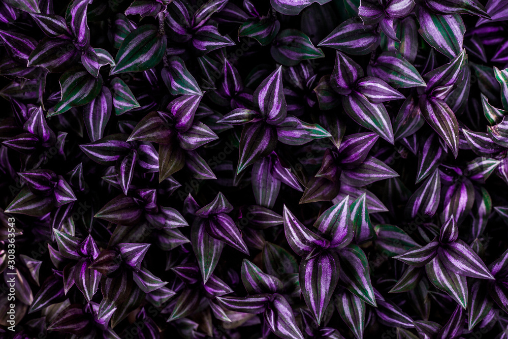leaves of tradescantia zebrina bosse, abstract purple texture, nature background, tropical leaf leaves of tradescantia zebrina bosse, abstract purple texture, nature background, tropical leaf