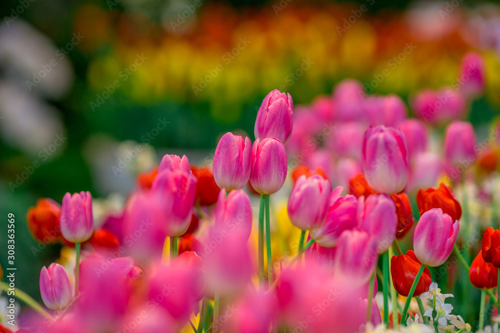 A colorful flower background wallpaper of tulips (pink, red, white, orange, yellow, green, purple) planted in a garden plot for the beauty to see, a species that grows in cold weather. Or winter A colorful flower background wallpaper of tulips (pink, red, white, orange, yellow, green, purple) planted in a garden plot for the beauty to see, a species that grows in cold weather. Or winter