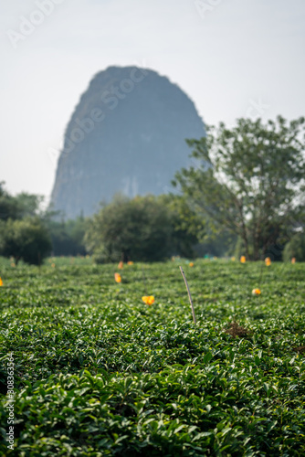 Wallpaper Mural Teeplantage Guilin Torontodigital.ca