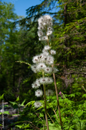 Beautiful forest plants in taiga forest in summer © Vladimir Chebanov